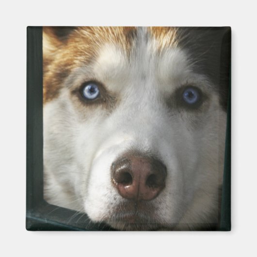 子犬の目磁石 マグネット (正面)