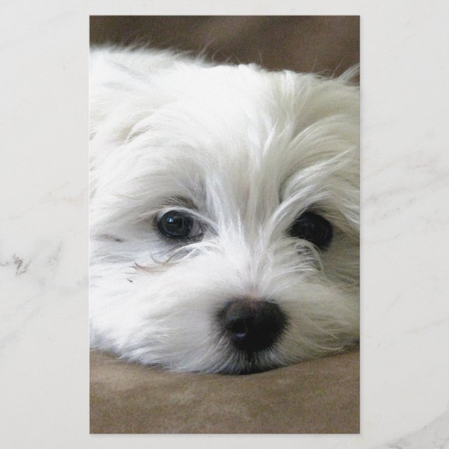 子犬の目 (正面)