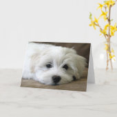 子犬の目 カード (黄色い花)