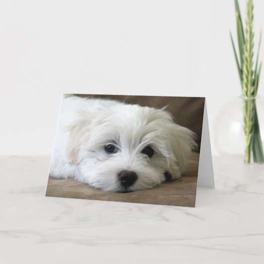 子犬の目 カード (正面)