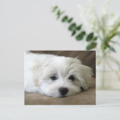 子犬の目 ポストカード (スタンド正面)