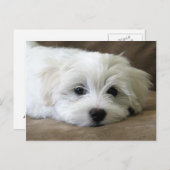 子犬の目 ポストカード (正面/裏面)