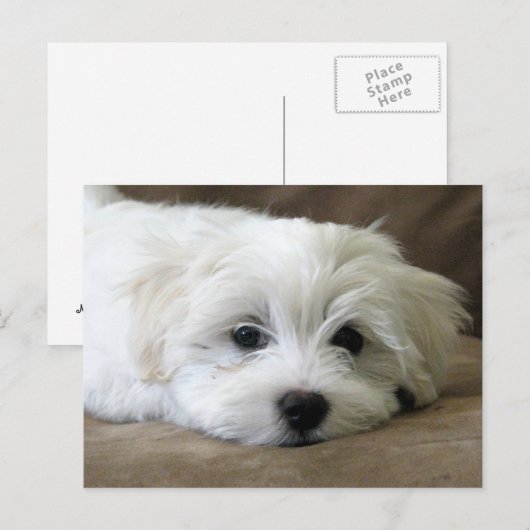 子犬の目 ポストカード (正面/裏面)