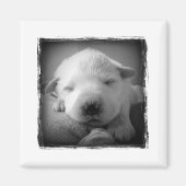 子犬の磁石 マグネット (正面)