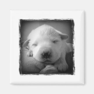 子犬の磁石 マグネット