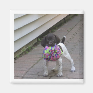 子犬の磁石 マグネット