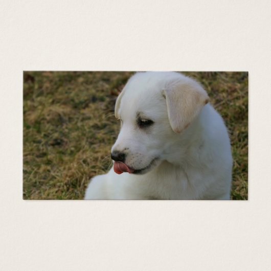 子犬の舌 (正面)