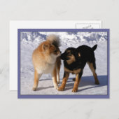 子犬の遊はがき ポストカード (正面/裏面)