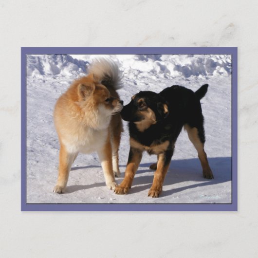 子犬の遊はがき ポストカード (正面)