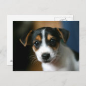子犬の郵便はがき-ジャックラッセルテリア ポストカード (正面/裏面)