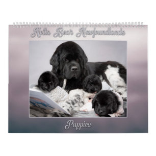 子犬のNottaくまのNewfoundlands年 カレンダー