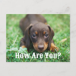 子犬はがき シーズンポストカード