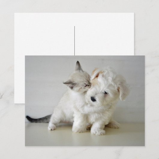 子犬はがき ポストカード (正面/裏面)