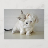 子犬はがき ポストカード (正面)