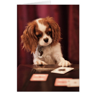 子犬はカードを遊びます