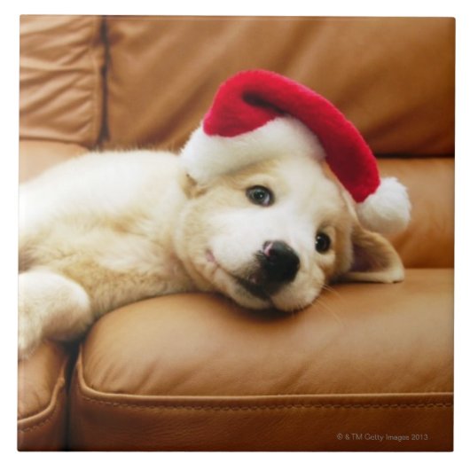 子犬はソファーにクリスマスの帽子そしてあることを身に着けています タイル (正面)