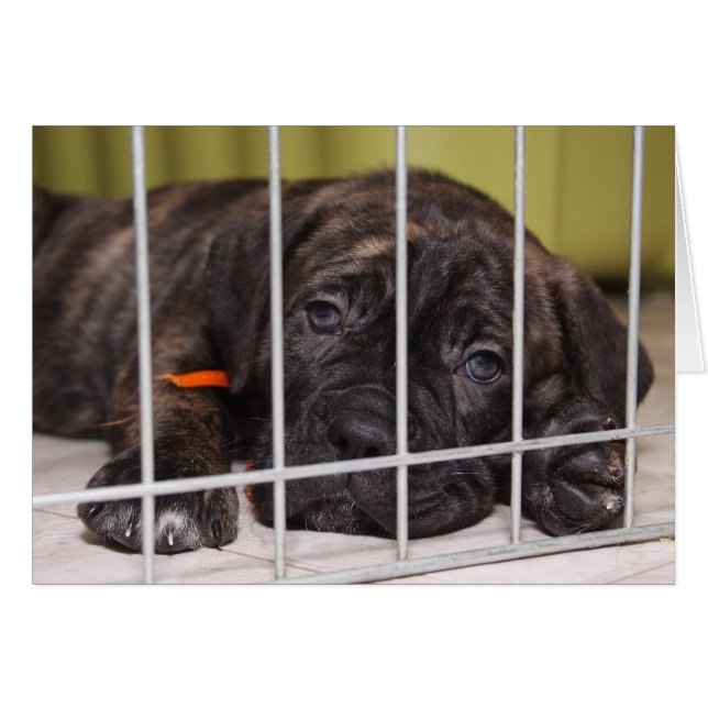 子犬は可愛い (正面横)