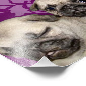 子犬をパグ フォトプリント            (角)