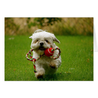 子犬を取って来ること