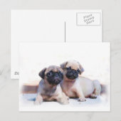 子犬を噛む ポストカード (正面/裏面)