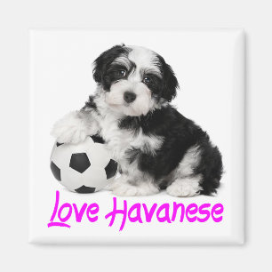 子犬を愛 マグネット