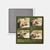 子犬を隠して探す マグネット (正面/裏面)