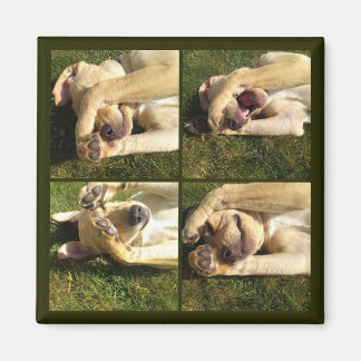 子犬を隠して探す マグネット