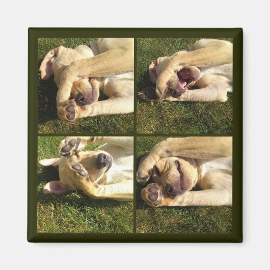 子犬を隠して探す マグネット (正面)