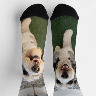 子犬ソックス ソックス