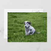 子犬ピットブルTボーン ポストカード (正面/裏面)