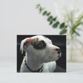 子犬ピットブルTボーン ポストカード (スタンド正面)