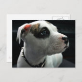 子犬ピットブルTボーン ポストカード (正面/裏面)