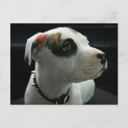 子犬ピットブルTボーン ポストカード (正面)