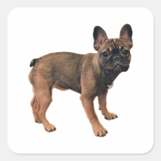 子犬フランスのの子犬 スクエアシール (正面)
