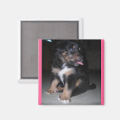 子犬ラズベリー磁石 マグネット (正面/裏面)