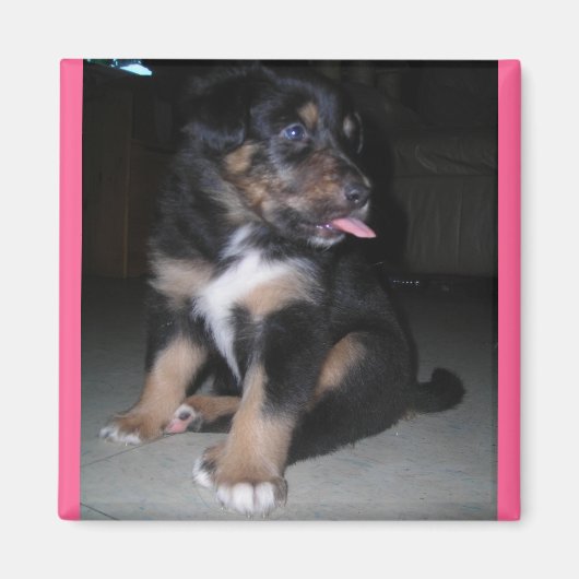 子犬ラズベリー磁石 マグネット (正面)