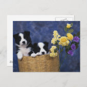 子犬写真 ポストカード (正面/裏面)