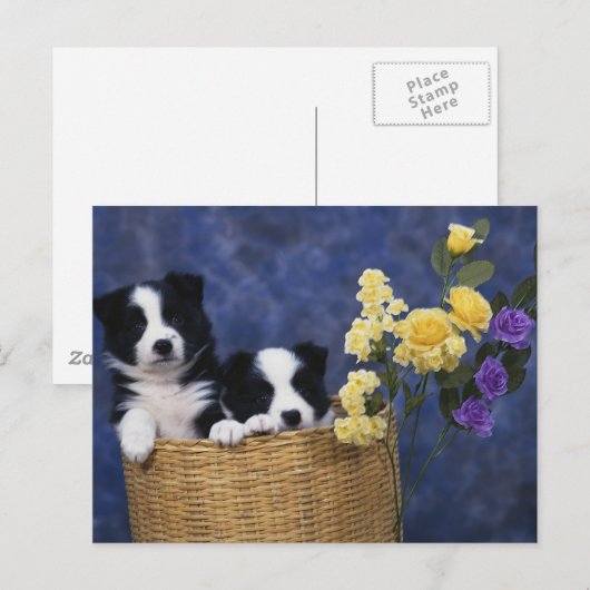 子犬写真 ポストカード (正面/裏面)
