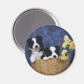 子犬写真 マグネット (正面/裏面)