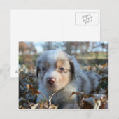 子犬用はがき ポストカード (正面/裏面)
