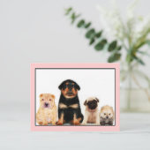 子犬用はがき ポストカード (スタンド正面)