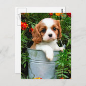 子犬用はがき ポストカード (正面/裏面)