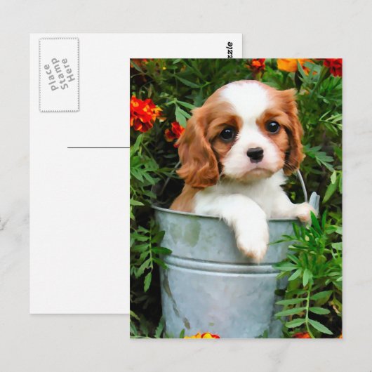 子犬用はがき ポストカード (正面/裏面)