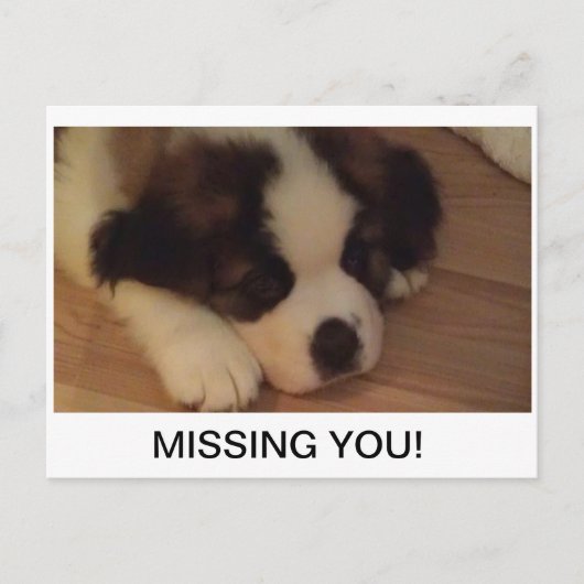 子犬用はがき ポストカード (正面)