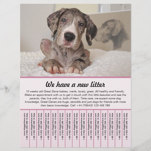 子犬販売チラシテンプレート チラシ (正面)