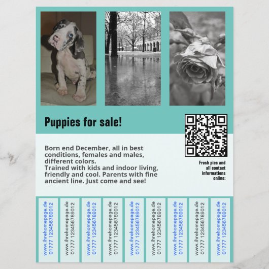 子犬販売チラシテンプレートQRコード (正面)