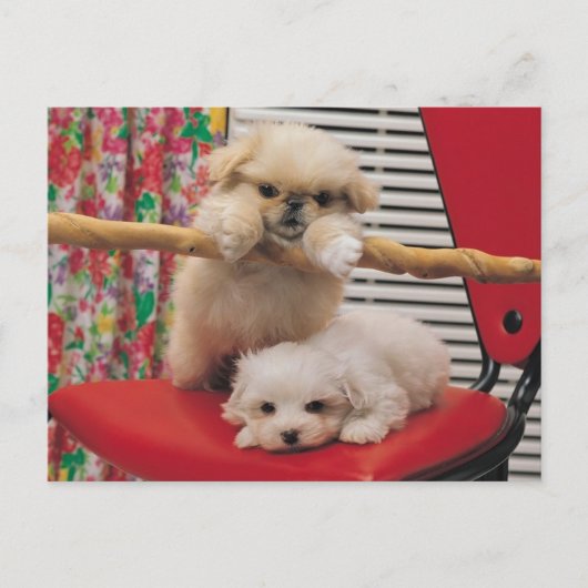 子犬遊の ポストカード (正面)