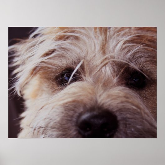子犬顔クローズアップポスター ポスター (正面)