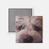 子犬顔クローズアップ磁石 マグネット (正面/裏面)