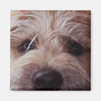 子犬顔クローズアップ磁石 マグネット